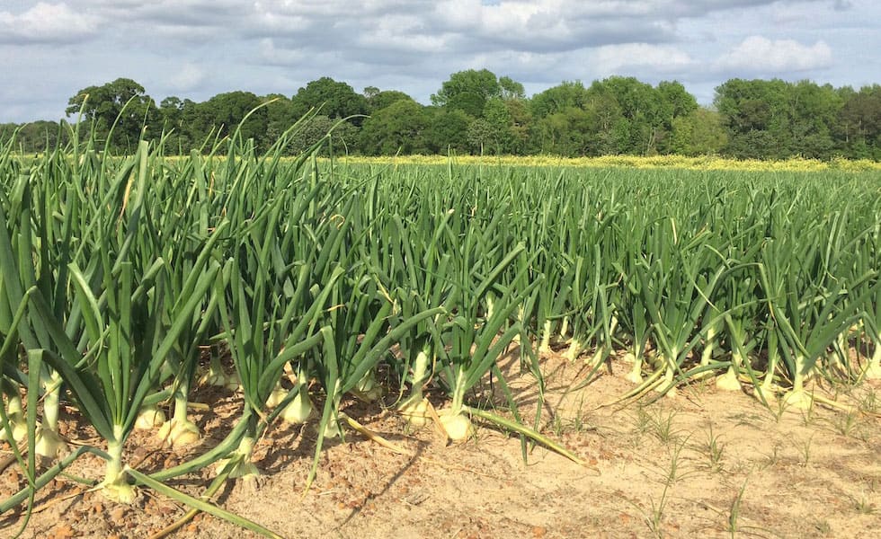 Vidalia onion field